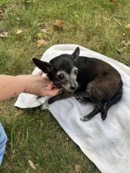 Found/Stray Female Dog last seen Cedar Ridge Rd, Guilford County, NC 27317