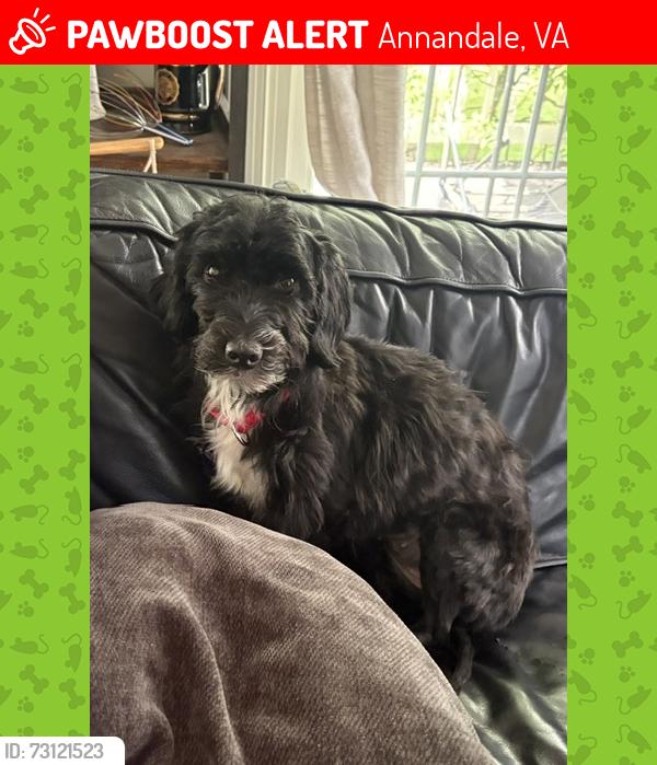 Lost Female Dog last seen Little River Turnpike and Guinea Rd, Annandale, VA 22003