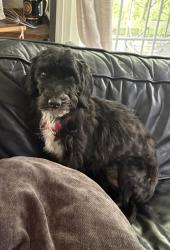 Lost Female Dog last seen Little River Turnpike and Guinea Rd, Annandale, VA 22003