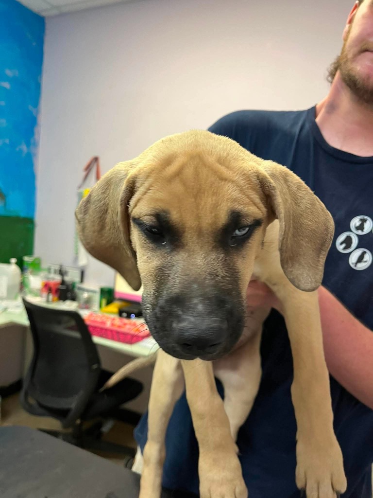 Shelter Stray Male Dog last seen Bexar County, 3353 Morningside Dr, New Braunfels, TX 78132, USA