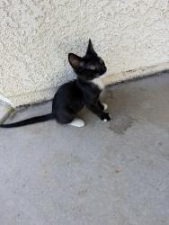 Found/Stray Female Cat last seen Ashlan Avenue, de wolf dr, Fresno, CA 93737