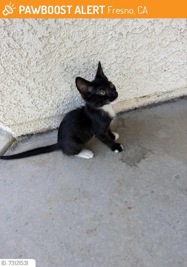 Found/Stray Female Cat last seen Ashlan Avenue, de wolf dr, Fresno, CA 93737