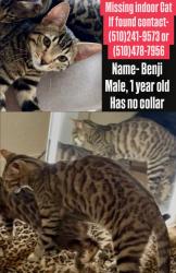 Lost Male Cat last seen Market Ave, San Pablo, CA 94806
