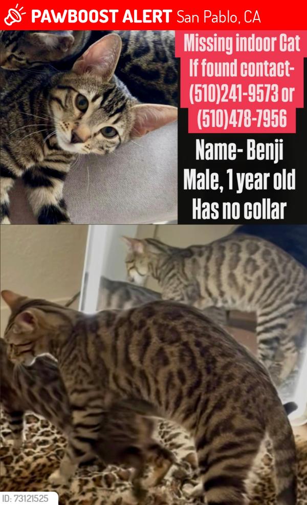 Lost Male Cat last seen Market Ave, San Pablo, CA 94806