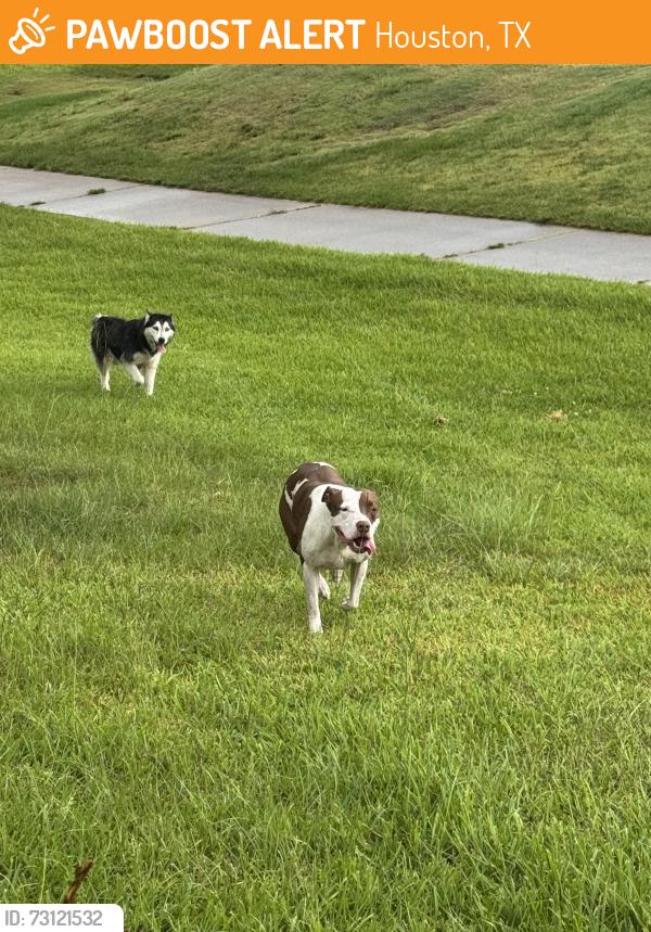 Found/Stray Unknown Dog last seen Houston National Golf Course behind Acanthus Ln, Houston, TX 77095