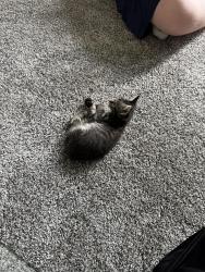 Found/Stray Unknown Cat last seen Bicentennial Greenway and Regency Drive, High Point, NC 27410