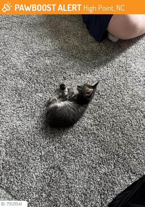 Found/Stray Unknown Cat last seen Bicentennial Greenway and Regency Drive, High Point, NC 27410