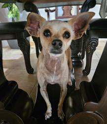Reunited Female Dog last seen Cheyenne and Torrey pines, Las Vegas, NV 89108