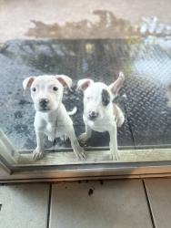 Found/Stray Female Dog last seen Prescott, San Antonio, TX 78245