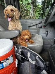 Reunited Female Dog last seen Doraville GA- Oakliff rd, Doraville, GA 30340