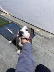 Found/Stray Unknown Dog last seen Near Monterey Hwy San Jose, CA 95111 United States, San Jose, CA 95111