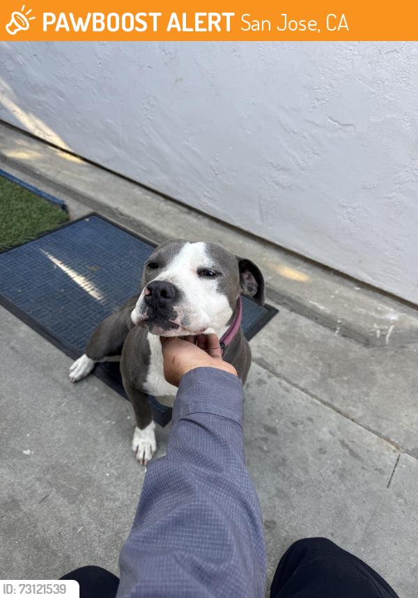 Found/Stray Unknown Dog last seen Near Monterey Hwy San Jose, CA 95111 United States, San Jose, CA 95111