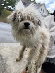 Found/Stray Male Dog last seen Edenberry ln in the street, DeKalb County, GA 30058