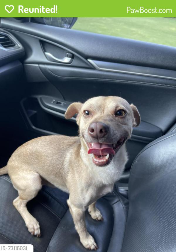 Reunited Male Dog last seen Rock springs elementary, Gwinnett County, GA 30043