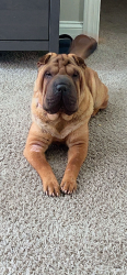 Reunited Female Dog last seen Marty ln, Dallas, GA 30132