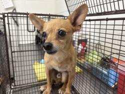 Shelter Stray Male Dog last seen , 333 Chandler Pl, San Bernardino, CA 92408, USA