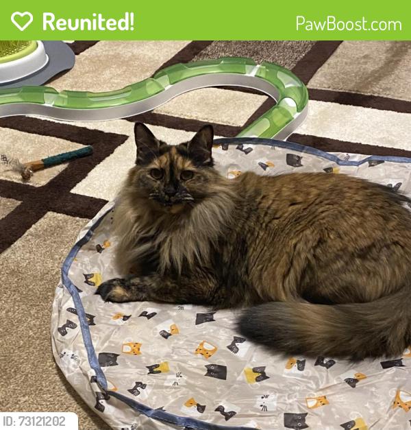 Reunited Female Cat last seen London E12, UK, Greater London, England E12