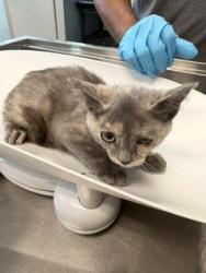 Shelter Stray Female Cat last seen BURLINGTON AC, 221 Stone Quarry Rd, Burlington, NC 27217, USA