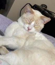Lost Male Cat last seen Close to the public library, Oneonta, AL 35121