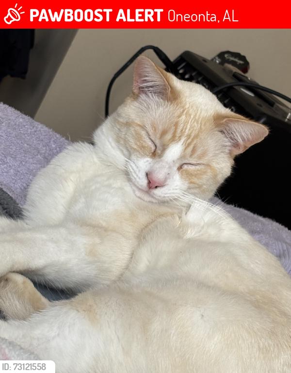Lost Male Cat last seen Close to the public library, Oneonta, AL 35121