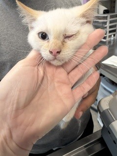 Shelter Stray Male Cat last seen BURLINGTON AC, 221 Stone Quarry Rd, Burlington, NC 27217, USA
