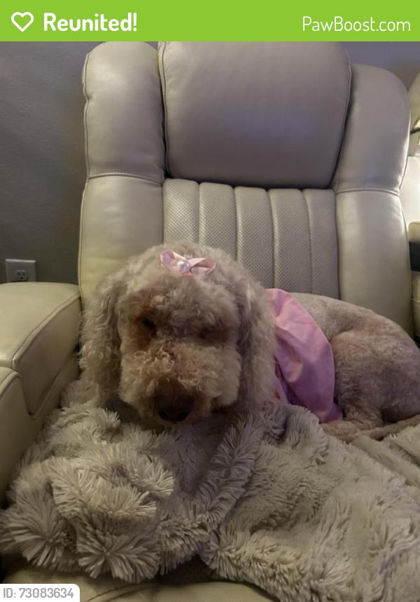 Reunited Female Dog last seen Poodle, Pensacola, FL 32501