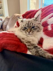 Reunited Male Cat last seen Delaware / in driveway, Bixby, OK 74008