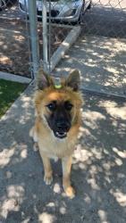 Shelter Stray Male Dog last seen Near BLK B ST, BAKERSFIELD, CA, 201 S Mt Vernon Ave, Bakersfield, CA 93307, USA