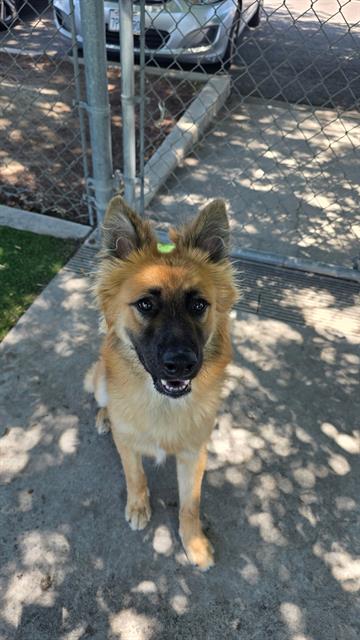 Shelter Stray Male Dog last seen Near BLK B ST, BAKERSFIELD, CA, 201 S Mt Vernon Ave, Bakersfield, CA 93307, USA