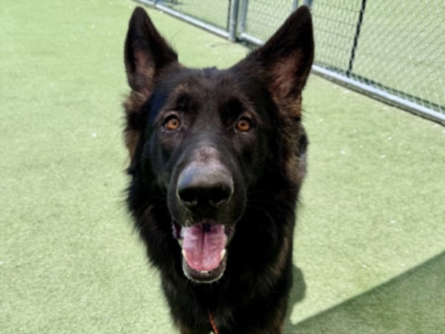 Shelter Stray Male Dog last seen , 11361 W Pico Blvd, Los Angeles, CA 90064, USA