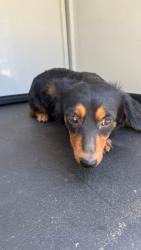 Shelter Stray Male Dog last seen Near BLK 31ST ST, BAKERFIELD CA, 201 S Mt Vernon Ave, Bakersfield, CA 93307, USA