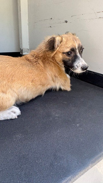 Shelter Stray Male Dog last seen Near BLK 31ST ST, BAKERFIELD CA, 201 S Mt Vernon Ave, Bakersfield, CA 93307, USA