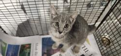 Shelter Stray Female Cat last seen , 11361 W Pico Blvd, Los Angeles, CA 90064, USA