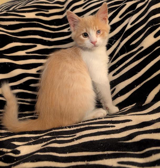 Shelter Stray Female Cat last seen 62ND ST & 28TH AVE, 2127 Front St, Sacramento, CA 95818, USA
