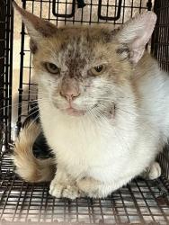Shelter Stray Male Cat last seen Near BLOCK NW 27TH AVE, FORT LAUDERDALE, FL 33311, 2400 SW 42nd St, Fort Lauderdale, FL 33312, USA