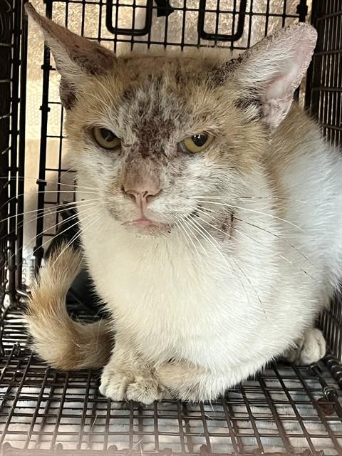 Shelter Stray Male Cat last seen Near BLOCK NW 27TH AVE, FORT LAUDERDALE, FL 33311, 2400 SW 42nd St, Fort Lauderdale, FL 33312, USA