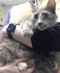 Shelter Stray Female Cat last seen Near BLOCK SHERROD DR, FAYETTEVILLE NC 28314, 4704 Corporation Dr, Fayetteville, NC 28306, USA