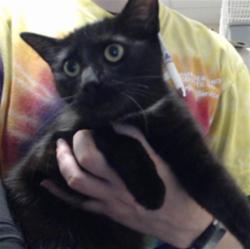 Shelter Stray Female Cat last seen Near MAIN ST, SPRING LAKE NC 28390, 4704 Corporation Dr, Fayetteville, NC 28306, USA