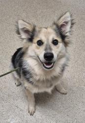 Shelter Stray Male Dog last seen Near BLOCK RANCHGATE DR, BAKERSFIELD CA 93312, 3951 Fruitvale Ave, Bakersfield, CA 93308, USA