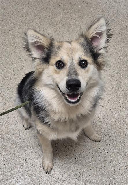 Shelter Stray Male Dog last seen Near BLOCK RANCHGATE DR, BAKERSFIELD CA 93312, 3951 Fruitvale Ave, Bakersfield, CA 93308, USA