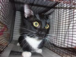 Shelter Stray Male Cat last seen , 14409 Vanowen St, Van Nuys, CA 91405, USA