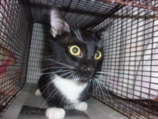 Shelter Stray Male Cat last seen , 14409 Vanowen St, Van Nuys, CA 91405, USA
