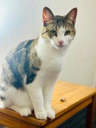 Reunited Female Cat last seen Crowther Road, Farndale Avenue, Hunter Street, Newhampton Road West, West Midlands, England WV6 0HD