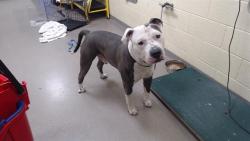 Shelter Stray Male Dog last seen Near BLOCK W BAYAUD AVE, DENVER CO 80223, 1241 W Bayaud Ave, Denver, CO 80223, USA