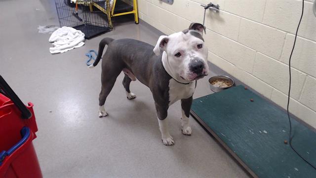 Shelter Stray Male Dog last seen Near BLOCK W BAYAUD AVE, DENVER CO 80223, 1241 W Bayaud Ave, Denver, CO 80223, USA