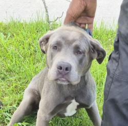 Shelter Stray Male Dog last seen Near BLOCK SAINT MARYS ST, DETROIT, MI 48228, 7401 Chrysler Dr, Detroit, MI 48211, USA