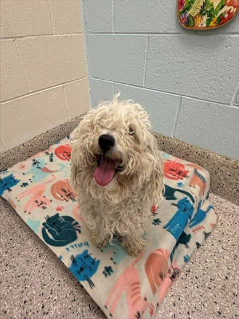 Shelter Stray Male Dog last seen Near BLOCK STARLIGHT RD, 12155 Park Blvd, Brighton, CO 80601, USA