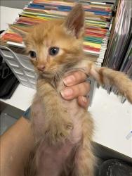 Shelter Stray Male Cat last seen , West Valley Animal Shelter, 20655 Plummer St, Chatsworth, CA 91311, USA