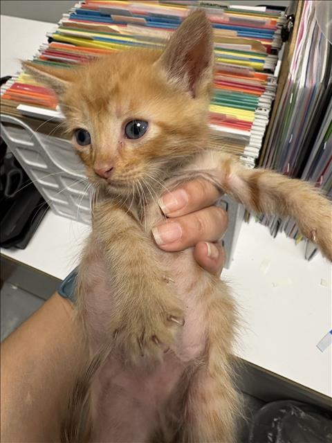 Shelter Stray Male Cat last seen , West Valley Animal Shelter, 20655 Plummer St, Chatsworth, CA 91311, USA