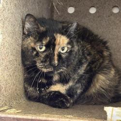 Shelter Stray Female Cat last seen Near BLOCK MAVERICK PASS, 4710 TX-151, San Antonio, TX 78227, USA